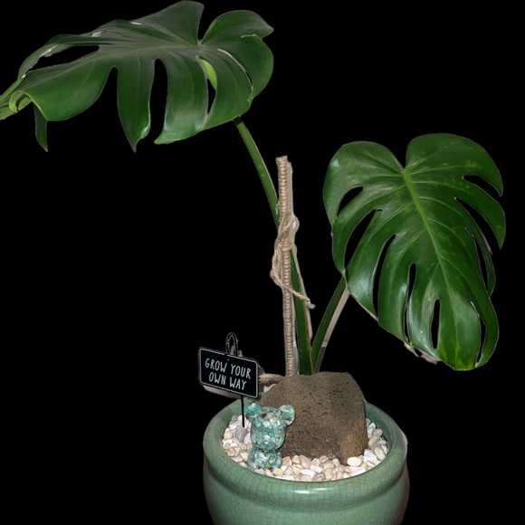 Meet your Posher, Rona - Picture 4 of 11